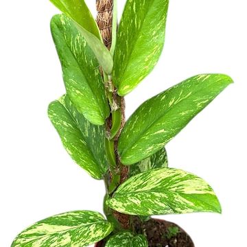 Rhaphidophora elliptica 'Aurea'