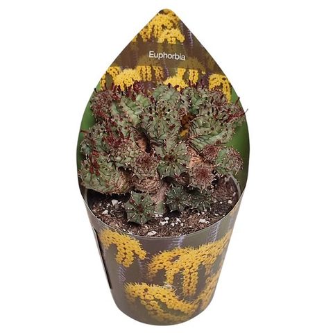 Euphorbia submamillaris