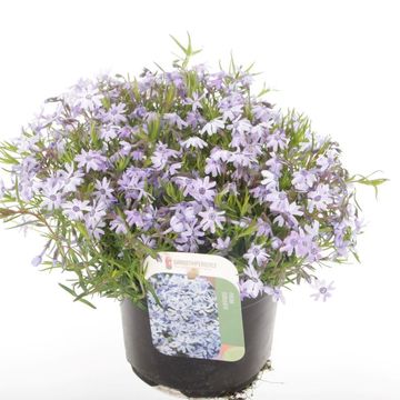 Phlox FABULOUS BLUE VIOLET