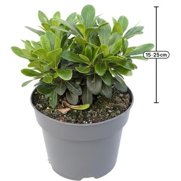 Pittosporum tobira 'Nanum'