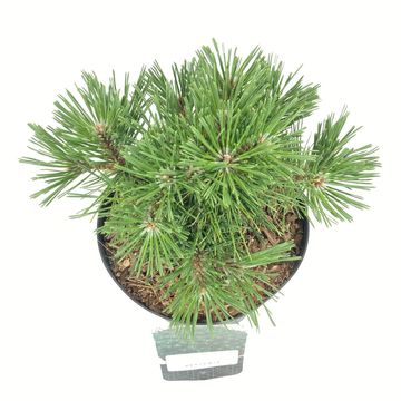 Pinus mugo 'Benjamin'