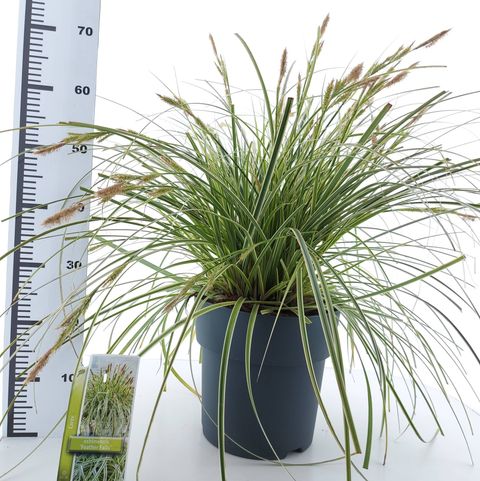 Carex 'Feather Falls'