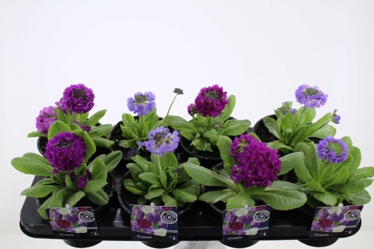 Primula denticulata MIX — Растения Оптовая FlorAccess