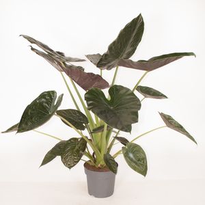 Alocasia wentii (Ammerlaan, The Green Innovater)