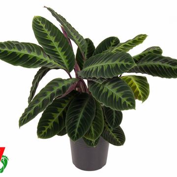 Calathea warscewiczii