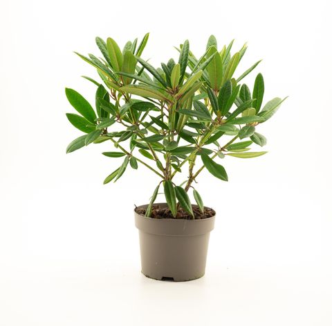 Rhododendron 'Tortoiseshell Orange'