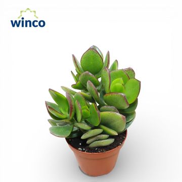 Crassula ovata 'Obliqua'