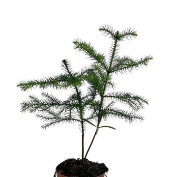 Araucaria heterophylla