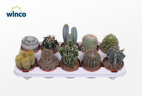 Cactos MIX