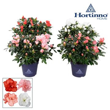 Rhododendron HORTINNO MIX