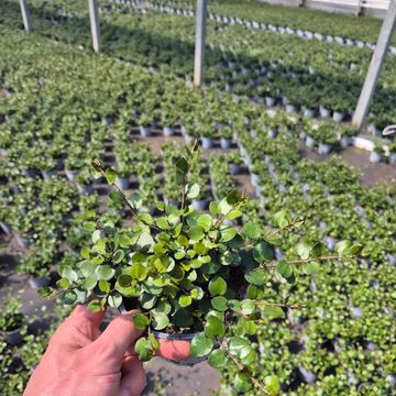 Muehlenbeckia complexa