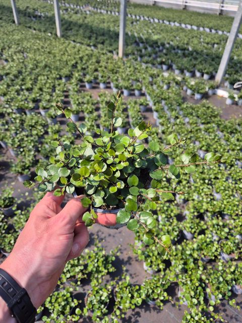 Muehlenbeckia complexa