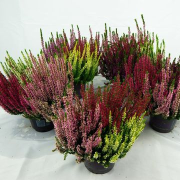 Calluna vulgaris BEAUTY LADIES MIX IN POT