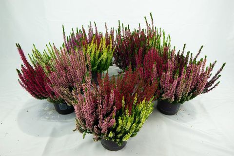 Calluna vulgaris BEAUTY LADIES MIX IN POT