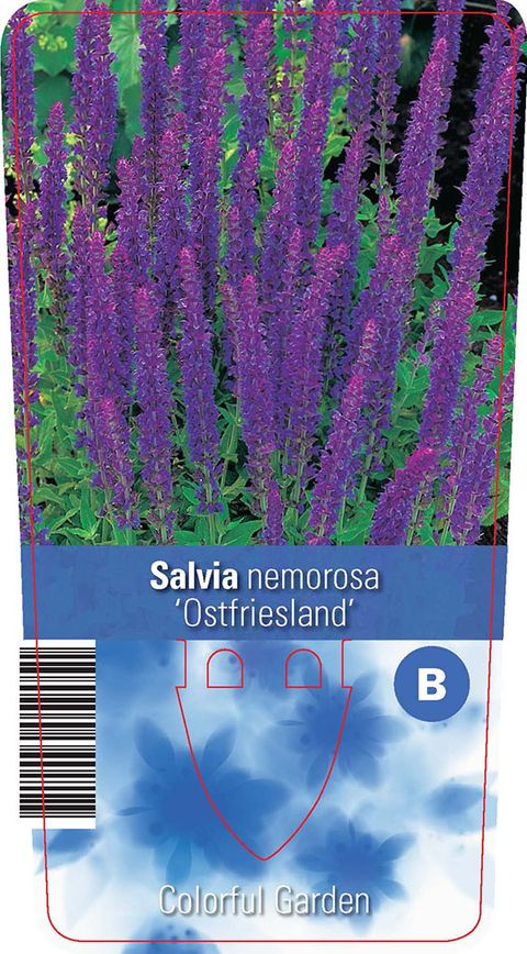 Salvia nemorosa 'Ostfriesland'