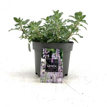 Nepeta 'Six Hills Giant'