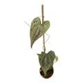 Diospyros discolor