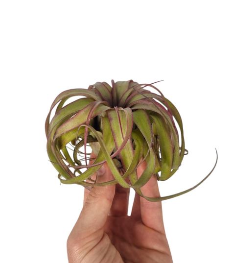 Tillandsia 'Eric Knobloch'