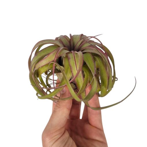 Tillandsia 'Eric Knobloch'