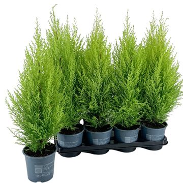 Cupressus macrocarpa 'ГолдКрест Вилма'