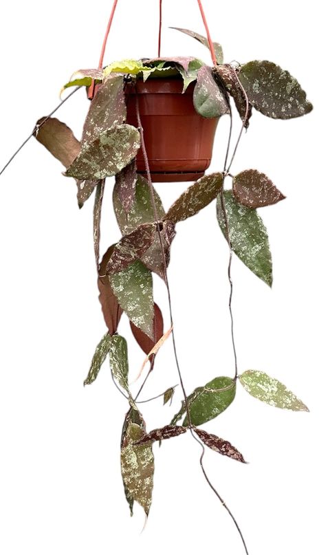 Hoya caudata