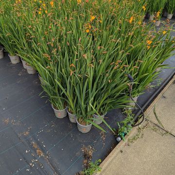 Crocosmia masoniorum MIX
