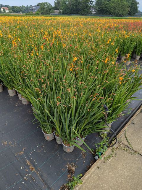 Crocosmia masoniorum MIX