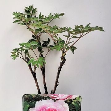 Paeonia suffruticosa 'Yin Hong Qiao Dui'