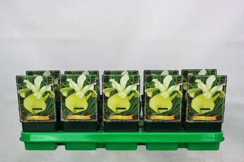 Iris 'Butter and Sugar'