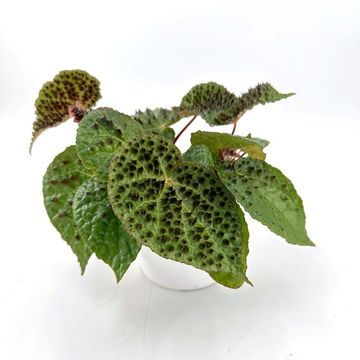 Begonia ferox