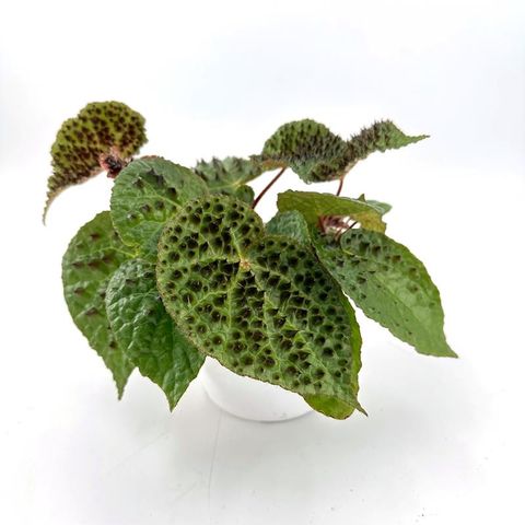 Begonia ferox