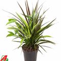 Dracaena MIX IN POT