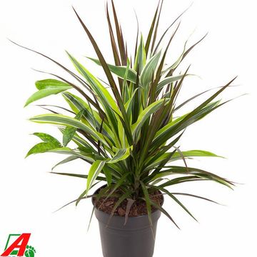 Dracaena MIX IN POT