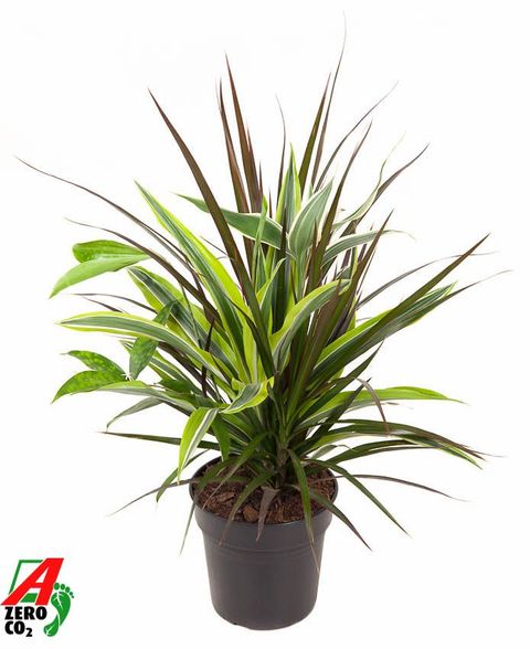 Dracaena MIX IN POT