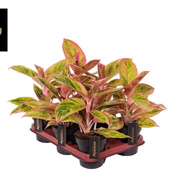 Aglaonema 'Salmon Fantasy'