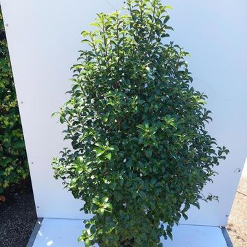 Pittosporum tenuifolium 'Irish Luck'
