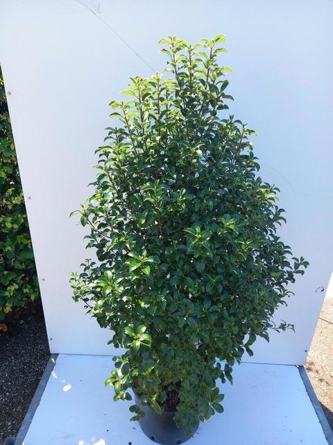 Pittosporum tenuifolium 'Irish Luck'
