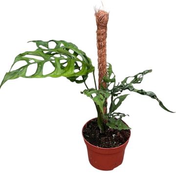 Monstera obliqua 'Peru'