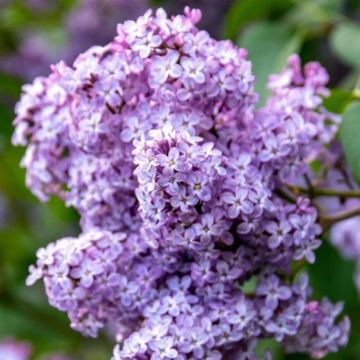 Syringa vulgaris 'Amethyst'