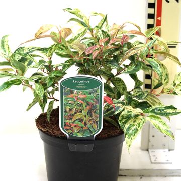 Leucothoe fontanesiana 'Рэйнбоу'