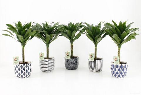 Dracaena fragrans 'Janet Craig Compacta'