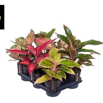 Aglaonema MIX