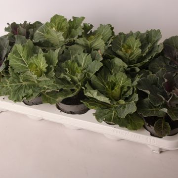 Brassica oleracea MIX