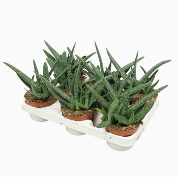 Gasteria carinata verrucosa