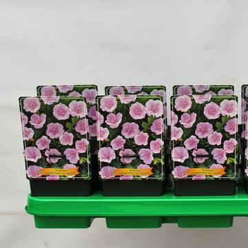 Geranium sanguineum striatum