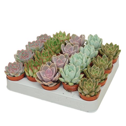 Echeveria MIX