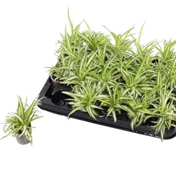 Chlorophytum comosum 'Variegatum'