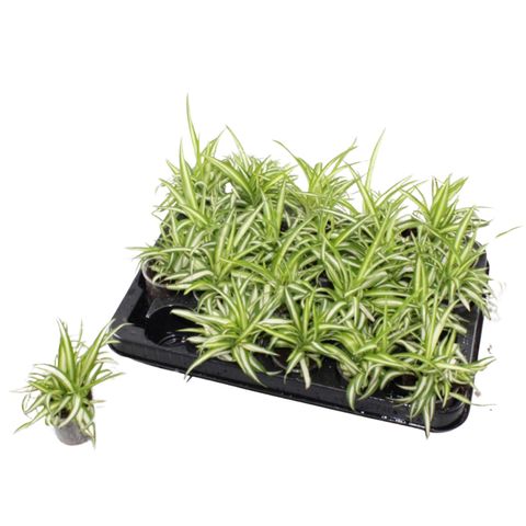 Chlorophytum comosum 'Variegatum'