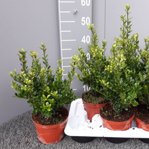 Ilex Crenata 'caroline Upright' — Plant Wholesale Floraccess