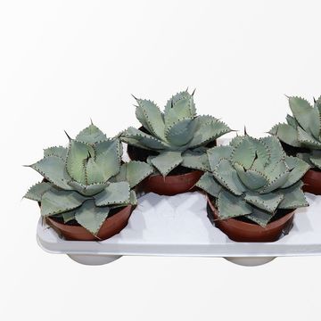 Agave 'Dragionis'